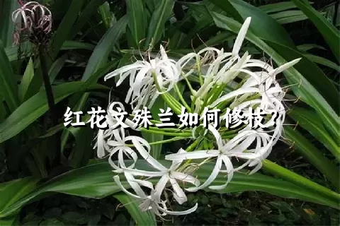 红花文殊兰如何修枝？