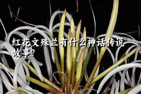 红花文殊兰有什么神话传说故事？