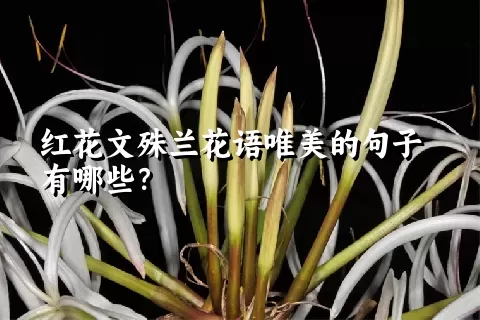 红花文殊兰花语唯美的句子有哪些？
