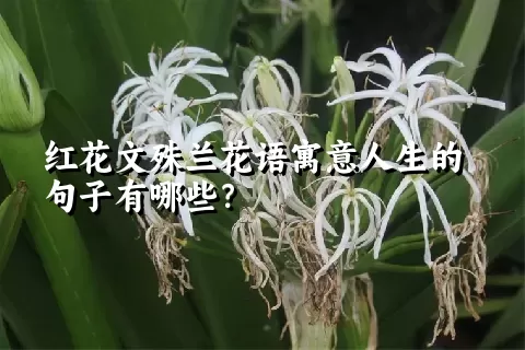 红花文殊兰花语寓意人生的句子有哪些？