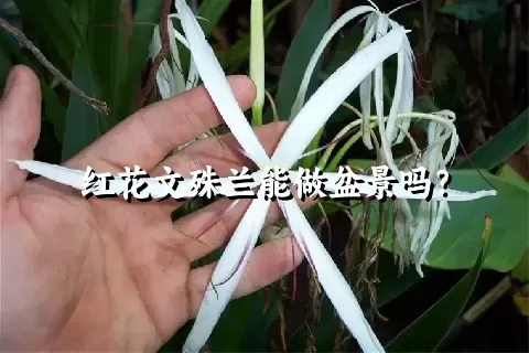 红花文殊兰能做盆景吗？