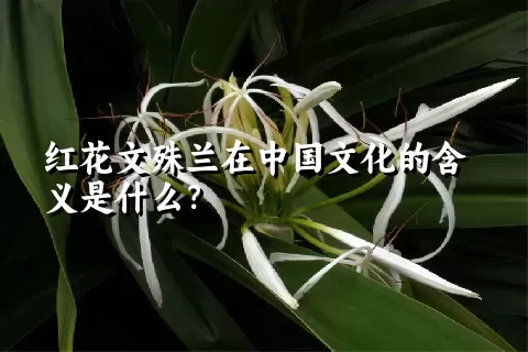 红花文殊兰在中国文化的含义是什么？
