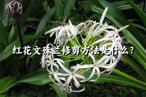 红花文殊兰修剪方法是什么？