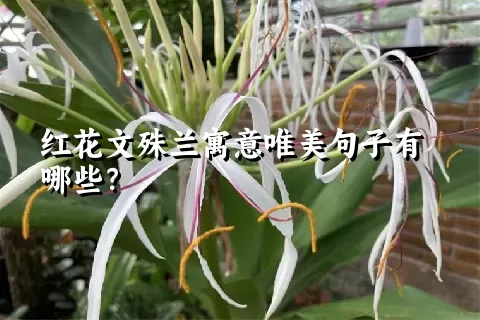 红花文殊兰寓意唯美句子有哪些？