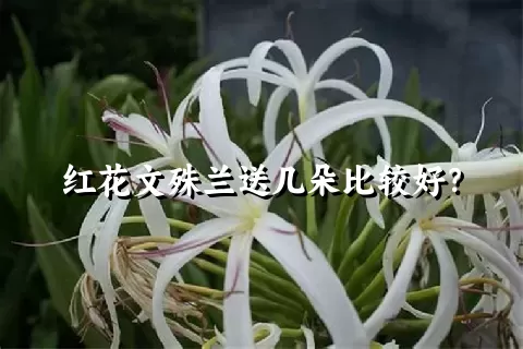 红花文殊兰送几朵比较好？