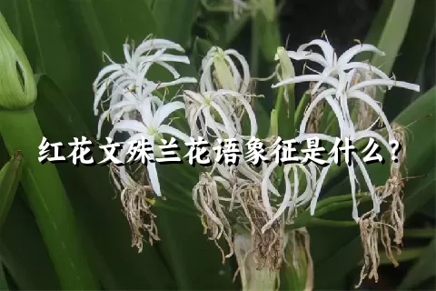 红花文殊兰花语象征是什么？