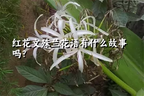 红花文殊兰花语有什么故事吗？