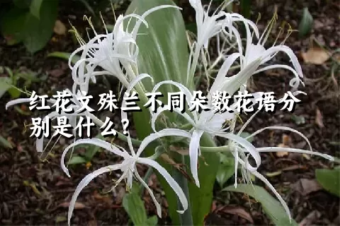 红花文殊兰不同朵数花语分别是什么？