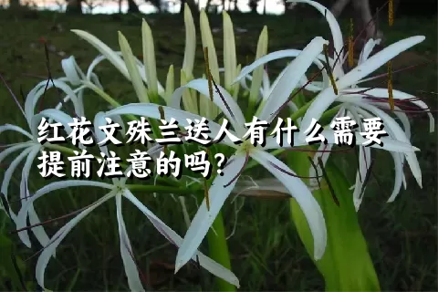 红花文殊兰送人有什么需要提前注意的吗？