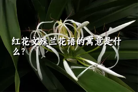红花文殊兰花语的寓意是什么？