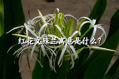 红花文殊兰寓意是什么？