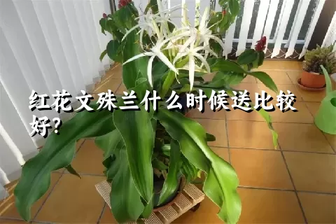 红花文殊兰什么时候送比较好？