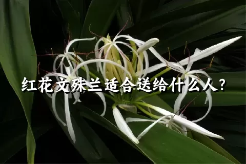 红花文殊兰适合送给什么人？