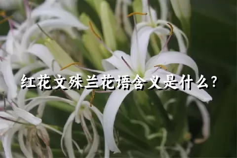 红花文殊兰花语含义是什么？
