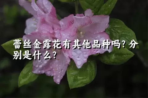 蕾丝金露花有其他品种吗？分别是什么？