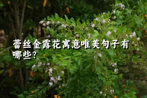 蕾丝金露花寓意唯美句子有哪些？