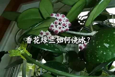香花球兰如何浇水？