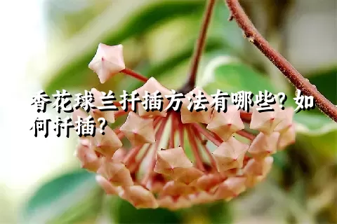 香花球兰扦插方法有哪些？如何扦插？