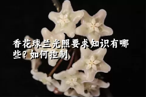 香花球兰光照要求知识有哪些？如何控制