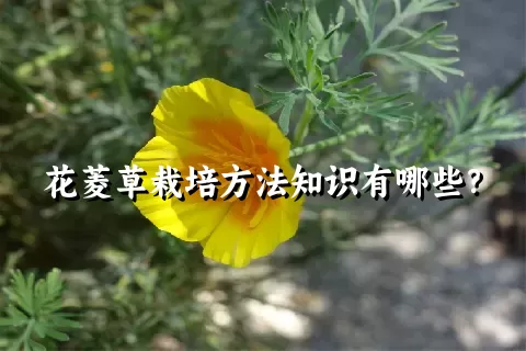 花菱草栽培方法知识有哪些？
