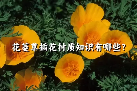 花菱草插花材质知识有哪些？