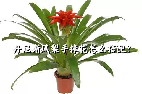 丹尼斯凤梨手捧花怎么搭配？