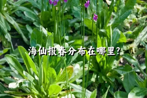海仙报春分布在哪里?