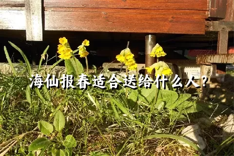 海仙报春适合送给什么人？
