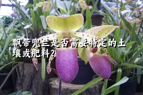 飘带兜兰是否需要特定的土壤或肥料？
