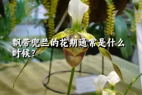 飘带兜兰的花期通常是什么时候？