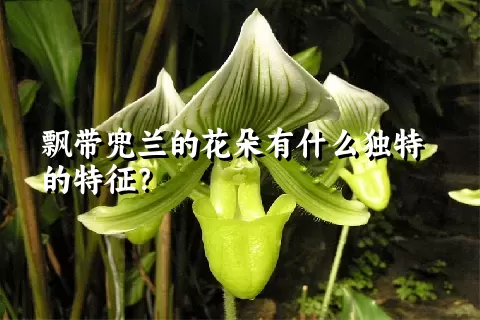 飘带兜兰的花朵有什么独特的特征？
