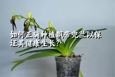 如何正确种植飘带兜兰以保证其健康生长？