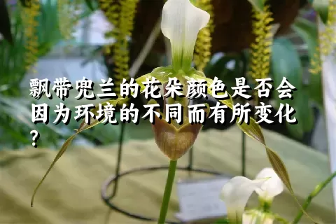 飘带兜兰的花朵颜色是否会因为环境的不同而有所变化？