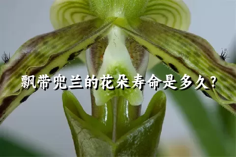 飘带兜兰的花朵寿命是多久？