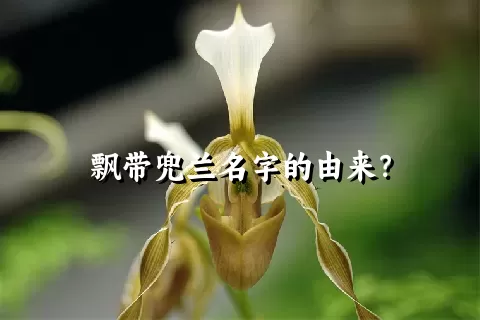 飘带兜兰名字的由来？