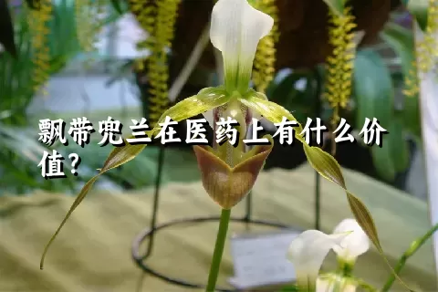 飘带兜兰在医药上有什么价值？