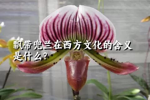 飘带兜兰在西方文化的含义是什么？