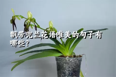 飘带兜兰花语唯美的句子有哪些？