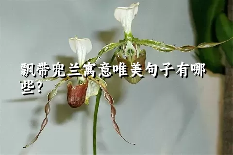飘带兜兰寓意唯美句子有哪些？
