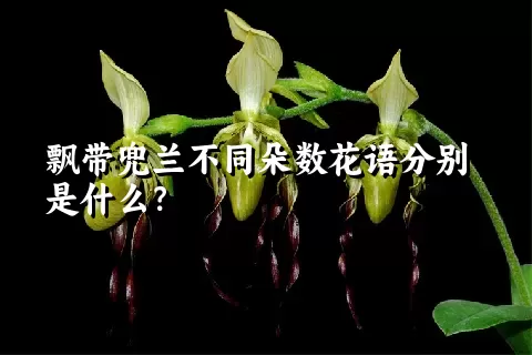 飘带兜兰不同朵数花语分别是什么？