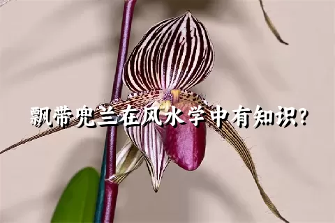 飘带兜兰在风水学中有知识？