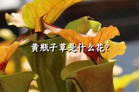 黄瓶子草是什么花？