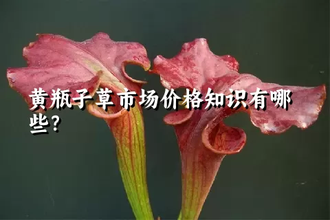 黄瓶子草市场价格知识有哪些？