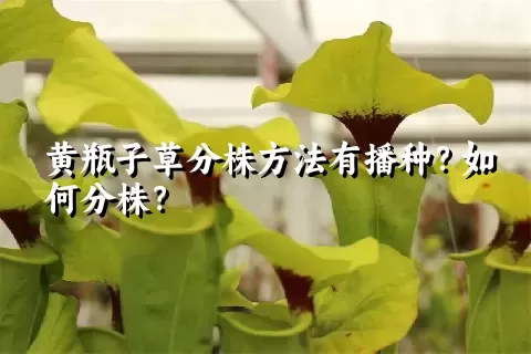 黄瓶子草分株方法有播种？如何分株？