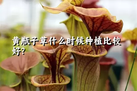 黄瓶子草什么时候种植比较好？