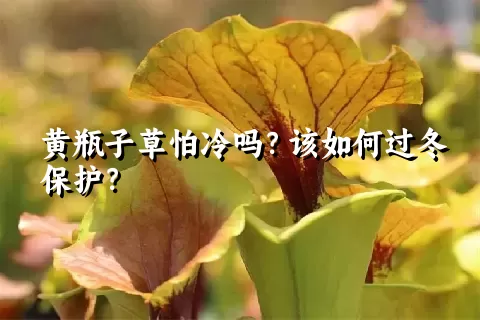 黄瓶子草怕冷吗？该如何过冬保护？