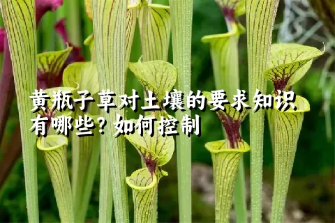 黄瓶子草对土壤的要求知识有哪些？如何控制