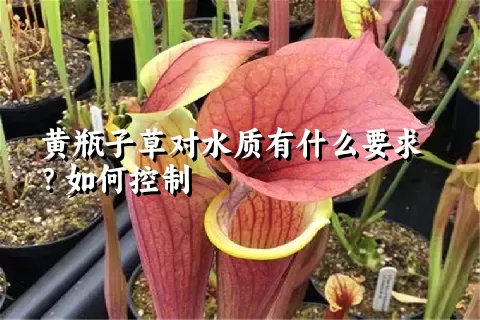 黄瓶子草对水质有什么要求？如何控制