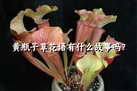 黄瓶子草花语有什么故事吗？