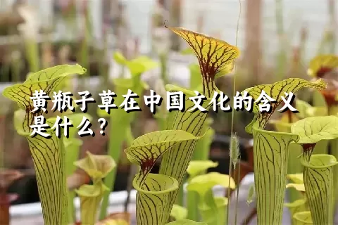 黄瓶子草在中国文化的含义是什么？